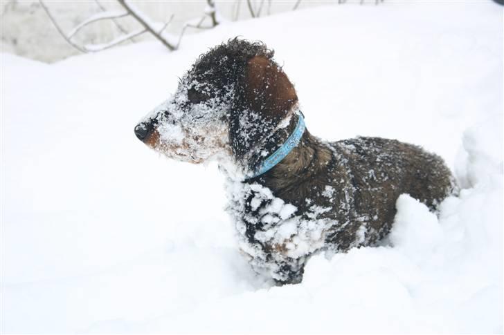 Gravhund Kong Albert  billede 10