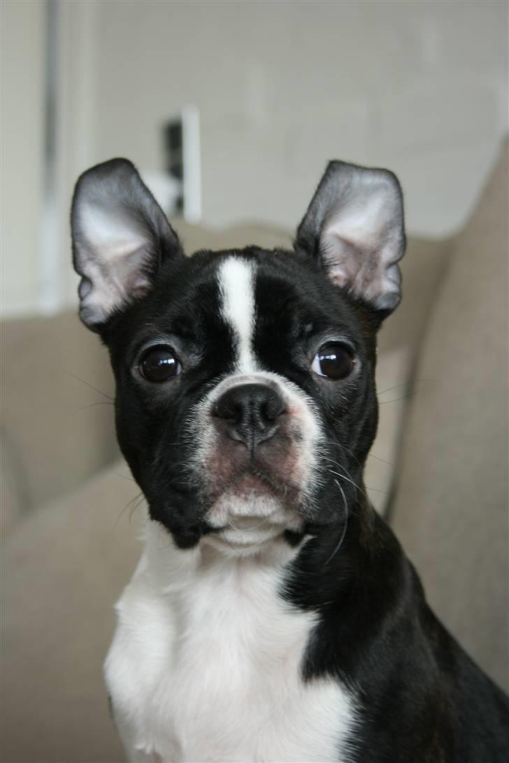 Boston terrier ** Ugly Betty **  billede 12
