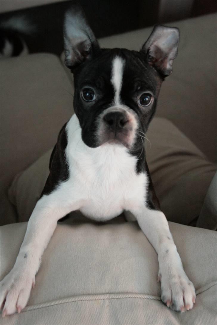 Boston terrier ** Ugly Betty **  billede 13