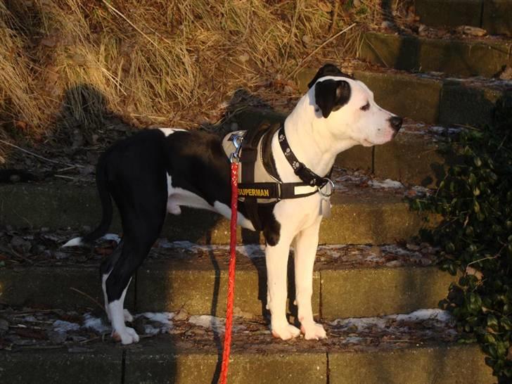 Amerikansk staffordshire terrier Baily " The one and only " - Baily <3 billede 8