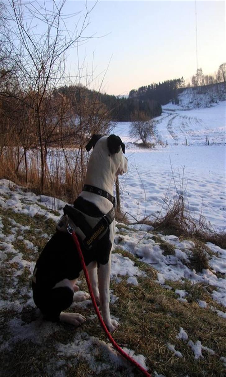 Amerikansk staffordshire terrier Baily " The one and only " - Baily <3 billede 9