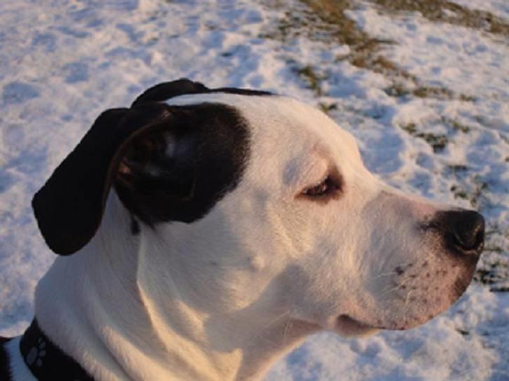 Amerikansk staffordshire terrier Baily " The one and only " - Baily <3 billede 10