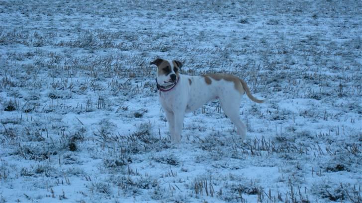 Amerikansk bulldog Sheja  - Vinter 2010 - 1 år  billede 19