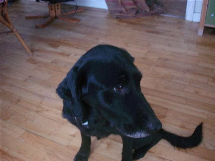 Blanding af racer Pjuske<3 - 2. Min søde lille pige der sidder pænt i stuen :)  billede 2