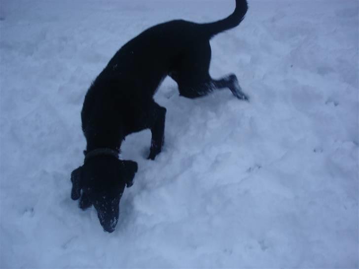 Blanding af racer Pjuske<3 - 4. Pjsuke i sne´en der leder efter sin bold :b billede 4
