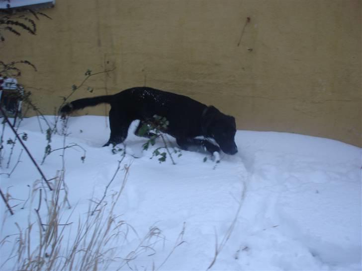 Blanding af racer Pjuske<3 - 5. En løbetur i de store snedriver :D  billede 5