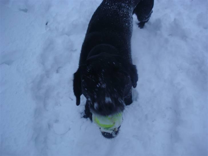 Blanding af racer Pjuske<3 - 7. "Vil du ikke kaste bolden en gang til?"  billede 7