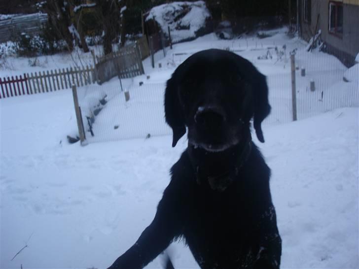 Blanding af racer Pjuske<3 - 8. Det sødeste blik! <3 billede 8