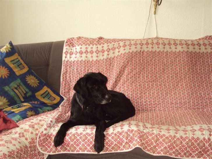 Blanding af racer Pjuske<3 - 9. I sofaen ;D billede 9