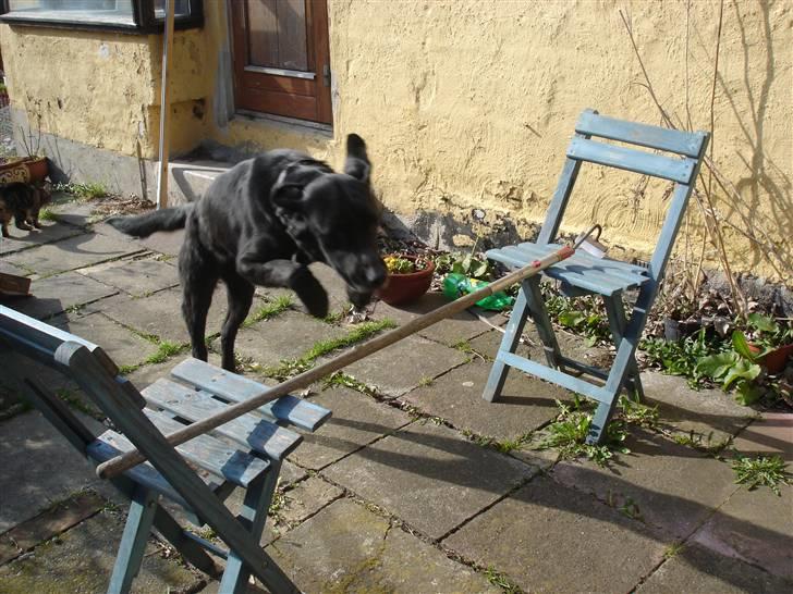 Blanding af racer Pjuske<3 - 10. Min egen lille springhund! <3 billede 10