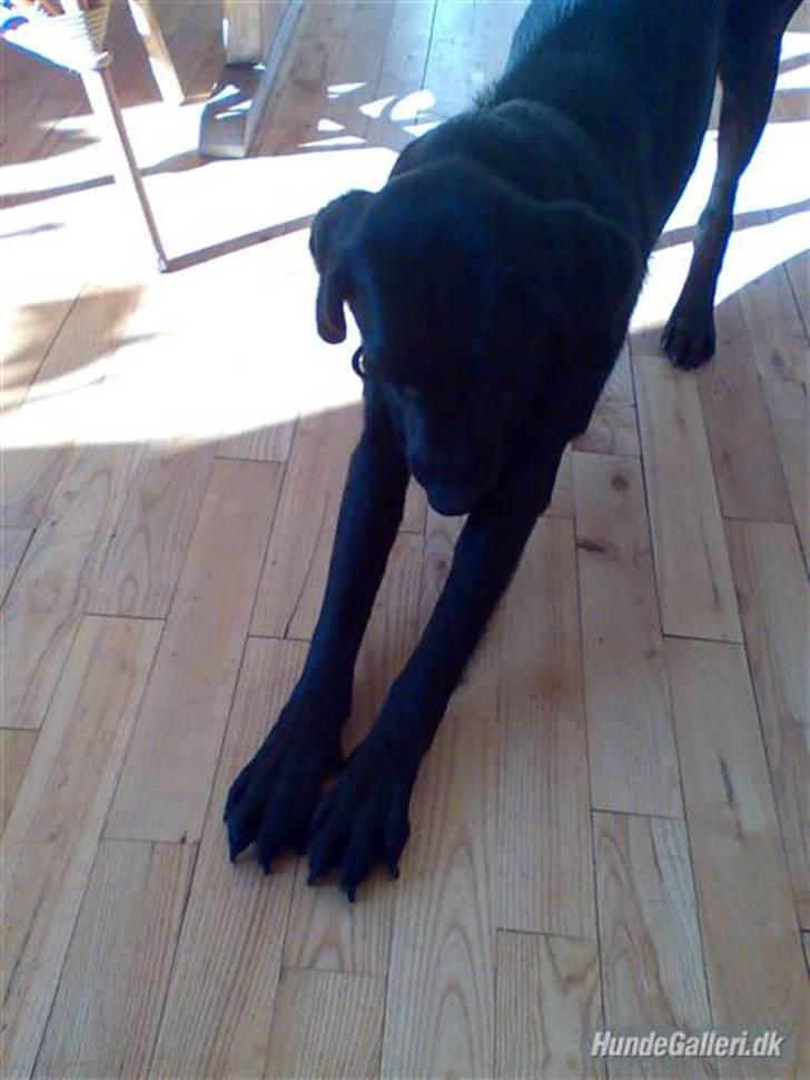 Blanding af racer Pjuske<3 - 11. Hvad skal jeg skrive? Du er ubeskrivlig! <3 billede 11