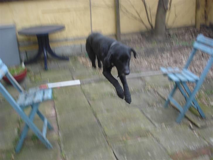 Blanding af racer Pjuske<3 - 13. Jeg er så stolt over du er min helt alene! :´D  billede 13