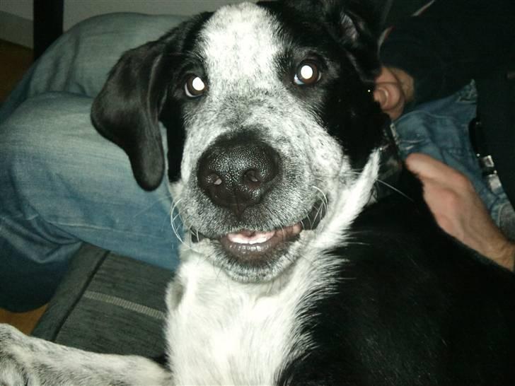 Blanding af racer Bernard - Heheheeee :D billede 9