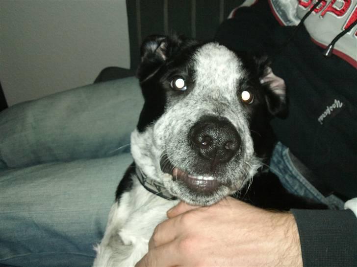 Blanding af racer Bernard - ørekuperet? xD billede 10