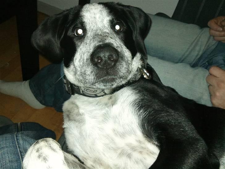 Blanding af racer Bernard - Huh?! :D billede 11