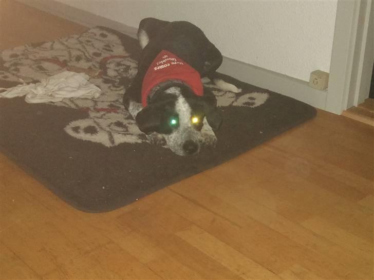 Blanding af racer Bernard - Spooky eyes :p billede 12