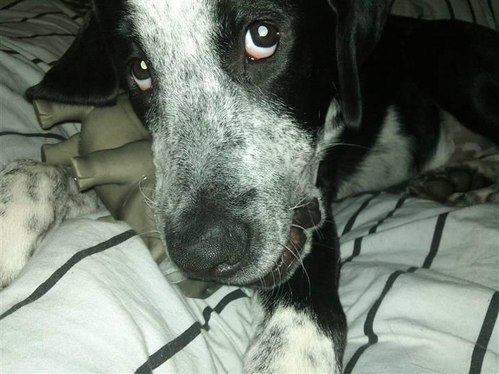 Blanding af racer Bernard - Så cute :) billede 13