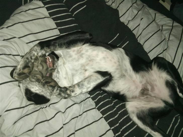 Blanding af racer Bernard - Harharhaaa.. fjolle fjolle :D billede 14