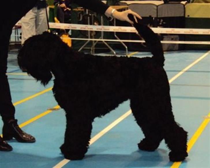 Sort russisk terrier hasse billede 7