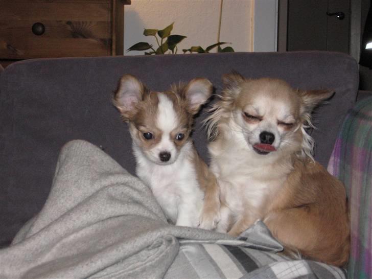 Chihuahua Maslaks Ada - 10 uger billede 8