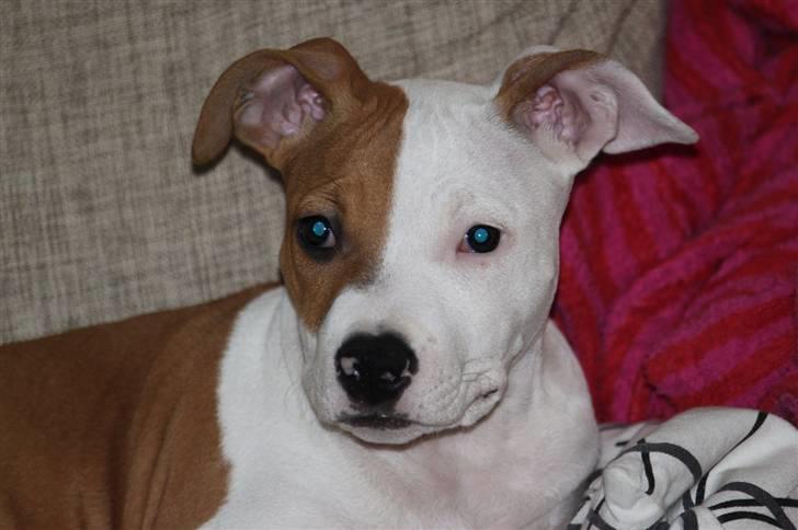 Amerikansk staffordshire terrier Pixie - Utrolig fotogen :) billede 1