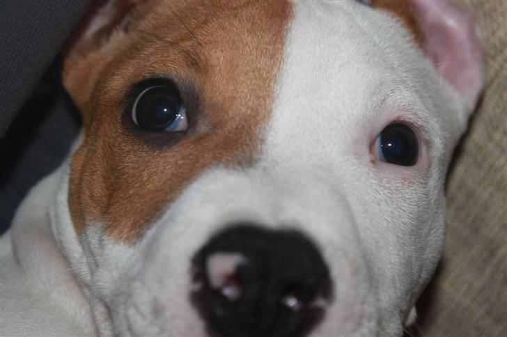 Amerikansk staffordshire terrier Pixie billede 2