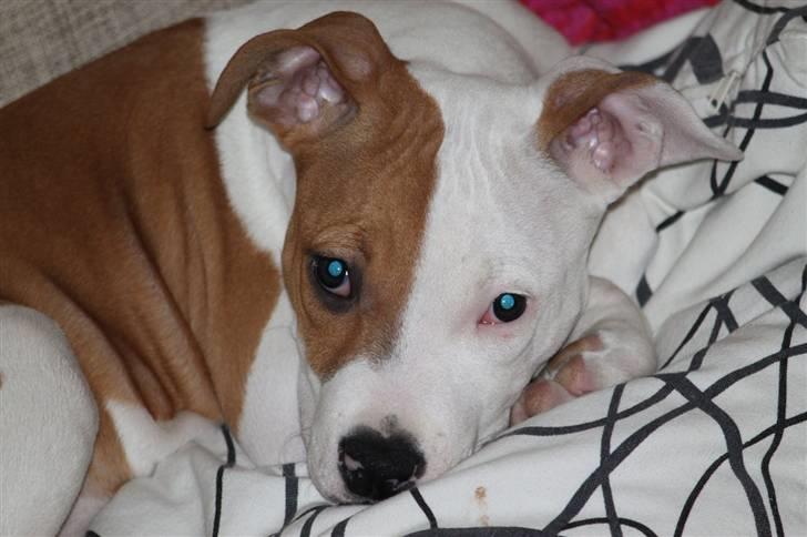 Amerikansk staffordshire terrier Pixie billede 3