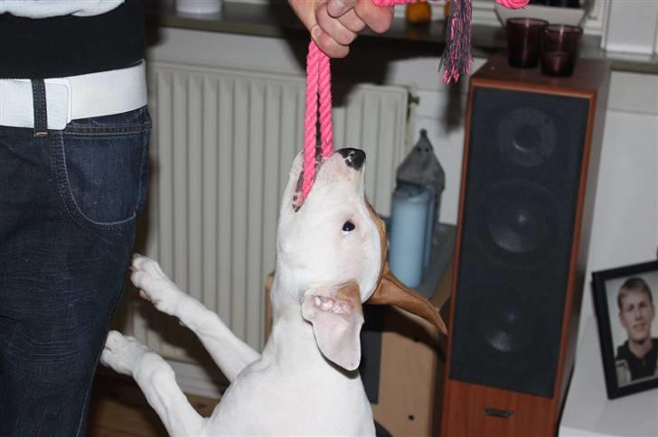 Amerikansk staffordshire terrier Pixie billede 4