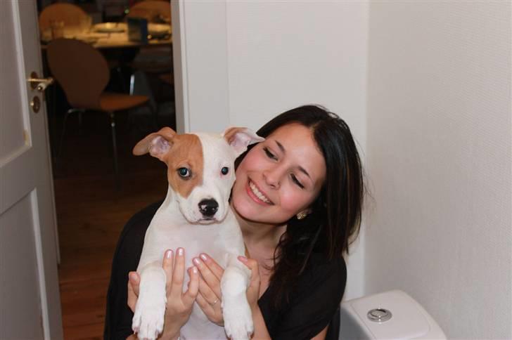Amerikansk staffordshire terrier Pixie billede 6