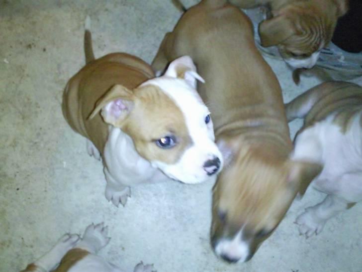 Amerikansk staffordshire terrier Pixie - 6 uger billede 8