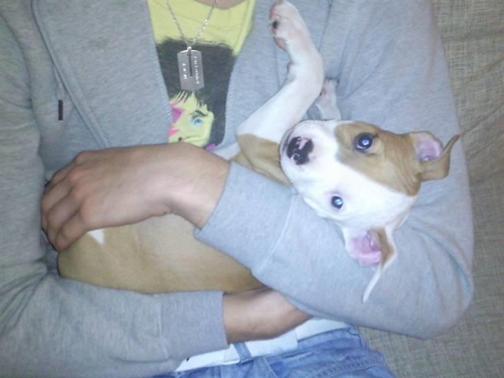 Amerikansk staffordshire terrier Pixie - 8 uger billede 9