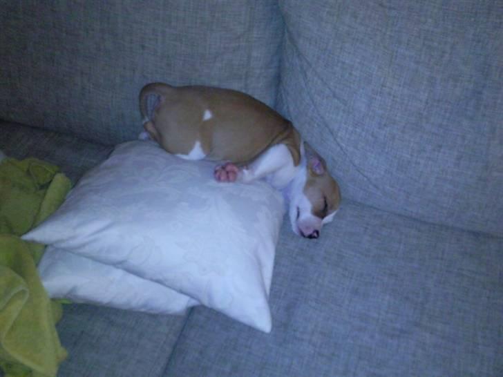 Amerikansk staffordshire terrier Pixie - 8 uger.. sådan kan man jo så også sove :p billede 10