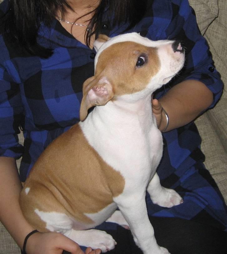 Amerikansk staffordshire terrier Pixie - lidt prinsesse er man vel :) billede 11