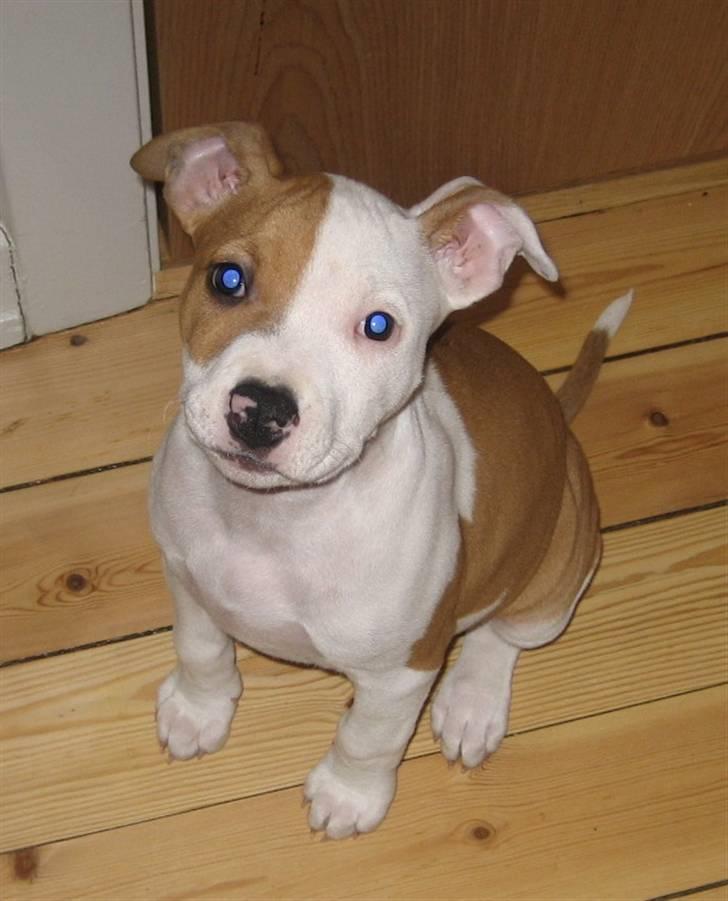 Amerikansk staffordshire terrier Pixie billede 12