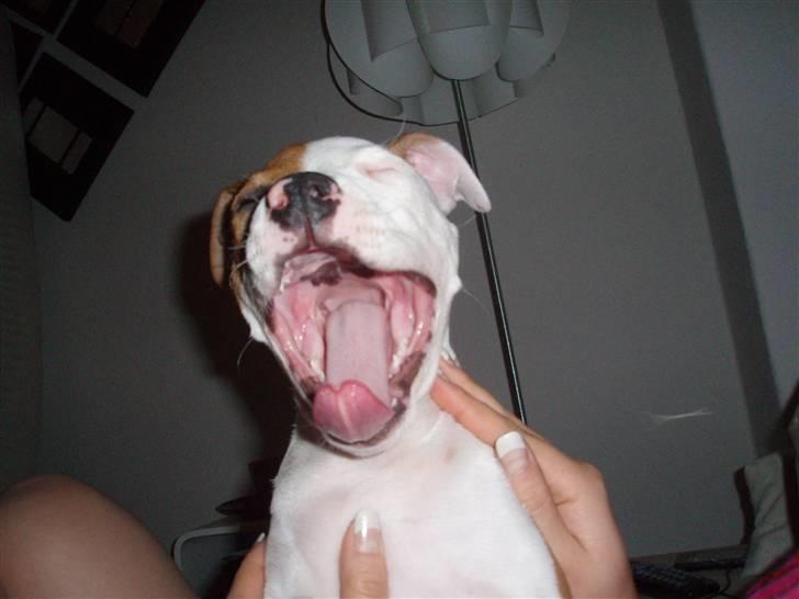 Amerikansk staffordshire terrier Pixie - det er meget trættende at være hvalp billede 13