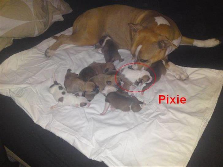 Amerikansk staffordshire terrier Pixie - Lidt kærlighed af mor :) billede 14
