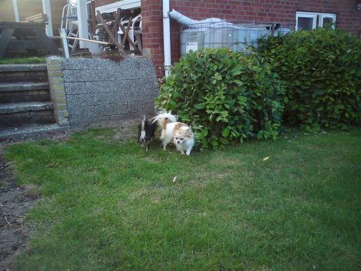 Chihuahua armani - ser ikke ud af meget på den store plæne. billede 2