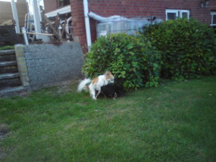 Chihuahua armani - lidt sjov skal man jo have. billede 3