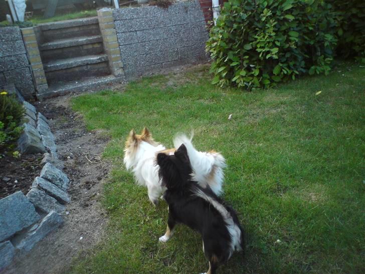 Chihuahua armani - her leger han med lille dame. hun er desvære ikke blandt os mere hun blev kørt ned og blev aflivet.hun var ellers sådan en sod lille tæve. hilsner til perle her fra. billede 4