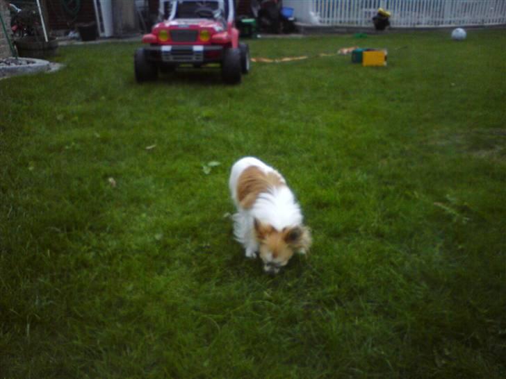 Chihuahua armani billede 5