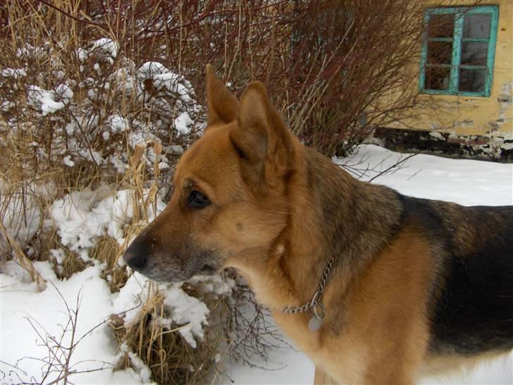 Schæferhund Tutte - Vinter 2009/2010 billede 18