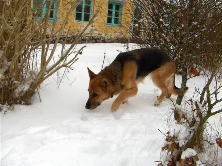 Schæferhund Tutte - Vinter 2009/2010 billede 19