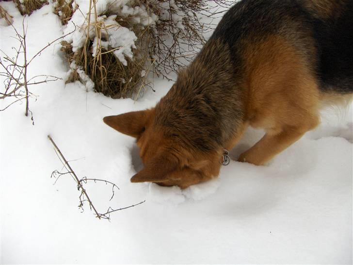 Schæferhund Tutte - Vinter 2009/2010 billede 20