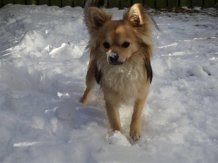 {{currentPhoto.altText}} billede {{currentPhoto.number}}