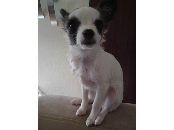 Chihuahua Pops billede 1