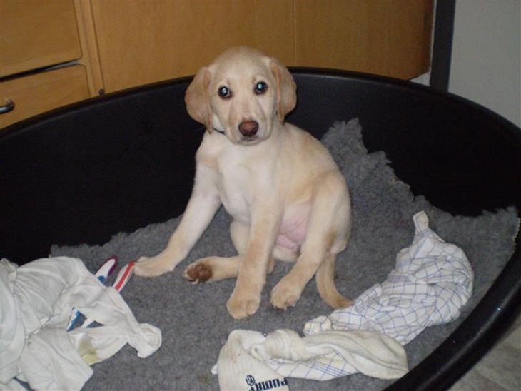 Labrador retriever Aya billede 1
