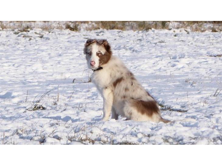 Border collie Talent billede 1