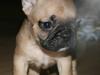 Fransk bulldog Balou