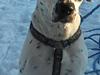 Blanding af racer pongo R.I.P [ Himmelhund]