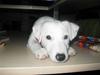 Jack russell terrier emma